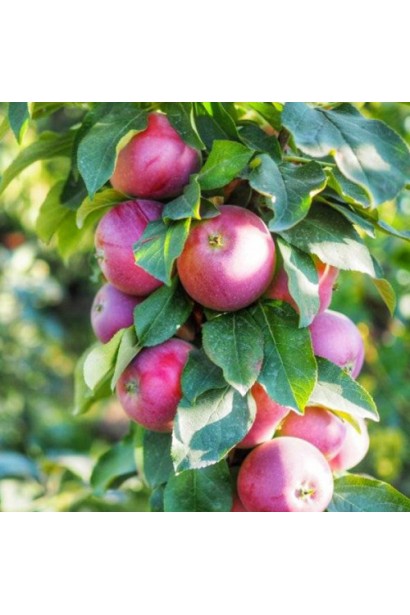 Плоди яблуні ‘Легенда’ на гілці крупним планом